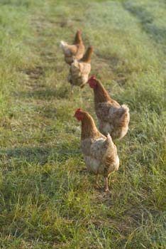 Project_HCB_20070702_HairstenCreekFarm_0042