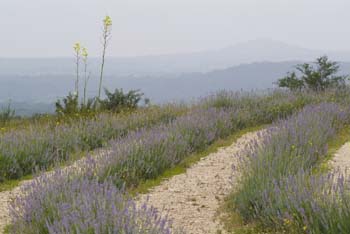 Project_HCB_20070702_TxLavenderHills_0002