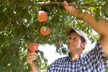 Project_HCB_20070702_VogelOrchard_0053