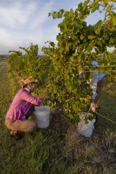 Project_HCB_20070826_AkashicVineyard_0028