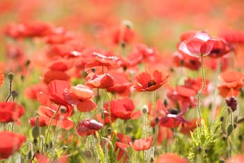 Project_HCB_20070829_WildseedFarm_0061