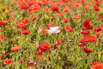 Project_HCB_20070829_WildseedFarm_0065
