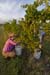 Project_HCB_20070826_AkashicVineyard_0028