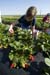 Project_HCB_20070829_MarburgerFarms_0045